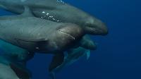 Whale With Steve Backshall